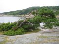 Harsh environment for the trees...