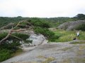  Big tree, small Ingela