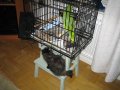  Brid + cat = interesting