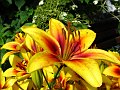  Flowers at Linderyd