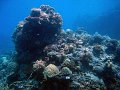  Great structures of corals
