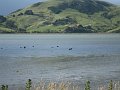  Black swans