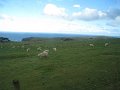  Sheep everywhere...as expected...