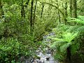  Cold temperate rainforest