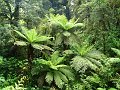  Huge ferns!