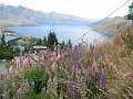  Lupines