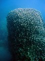  Amazing coral structure!