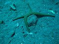  Sea star in lava sand, USS Liberty Wreck