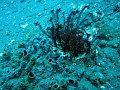  Can you spot the ghost pipefish?