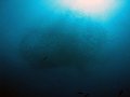  Giant swirling school, USS Liberty Wreck