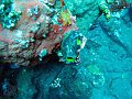  Sponge, USS Liberty Wreck