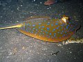  Bluespotted stingray, USS Liberty Wreck