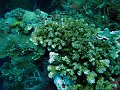  USS Liberty Wreck
