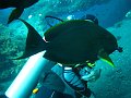  Friendly fish, USS Liberty Wreck