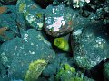  Golden moray eel, USS Liberty Wreck