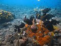  Coral garden, Tulamben