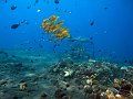  Fusiliers, snappers and lots more! Coral garden, Tulamben