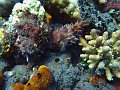  Pufferfish, Coral garden, Tulamben