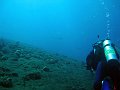 Black tip reef shark, Coral garden, Tulamben