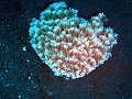  Coral garden, Tulamben