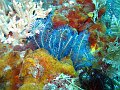  Coral garden, Tulamben