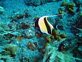  Longtail bannerfish, Coral garden, Tulamben