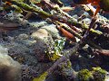  Coral garden, Tulamben