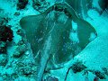  Bluespotted stingray, Manta point, Nusa Penida