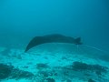  Manta ray, Manta point, Nusa Penida