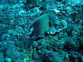  Semicircle angelfish, Crystal bay, Nusa Penida