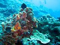  Ped, Nusa Penida