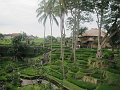  Rice terraces at Kamandalu