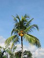  Coconut palm
