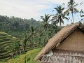  Rice Terraces