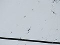  MANY spideeeeeeers...