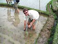  Rice plantation
