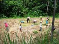  Rice harvesting
