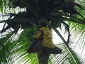  Coconut harvesting