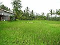  Rice field ducks