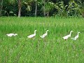  Rice field ducks