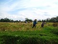  Rice harvesting