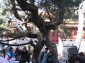  Forbidden City