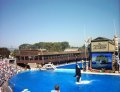  Shamu - the killer whale mascot of Sea World