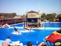  More orcas / killer whales