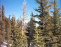  More trees by Chair 9