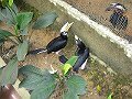  More hornbills
