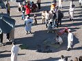  Djema El Fnaa, snake charmers