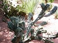  Majorelle Gardens, Marrakech