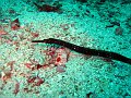  Pipefish