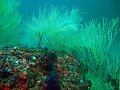  Beautiful soft corals - signature feature of Musandam